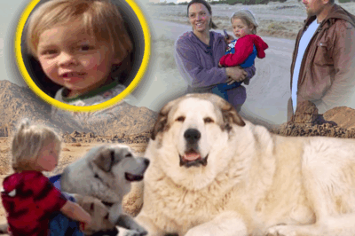 MIRACLE IN THE WILDERNESS: The Loyal Dog Who Found a Lost 2-Year-Old in Arizona Desert Now Flooded With Gifts — Buford the Hero Pup Becomes a National Symbol of Bravery, Loyalty, and Love 🐶❤️ “God Sent That Dog,” Says Toddler’s Father — What Buford Did Next Will Leave You in Tears