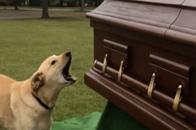 Dog Barks at Coffin at Funeral, Curious Son Checks Inside and Discovers It’s Empty – Today’s Story