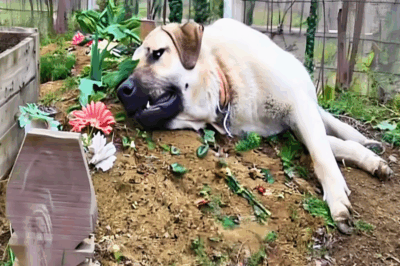 The Dog Who Never Gave Up—and the Bond That Endured All….