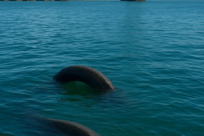 The Great Gloucester Sea Serpent Returns? Strange Sightings Along the Delaware River Shake Delco