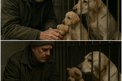 In a cold Montana shelter, a weary yellow Labrador clutched a ragged stuffed monkey for six long years, unseen and unwanted. One stormy night, a stranger walked in—and in a single glance, everything changed.
