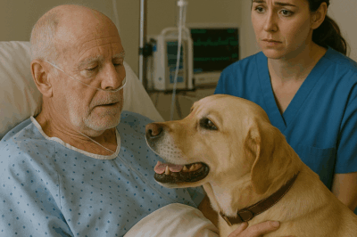 A dying man’s final wish was to see his loyal dog one last time, but when the hospital allowed the reunion, something happened in that room which stunned the nurses, the family, and left everyone questioning what they had just witnessed.